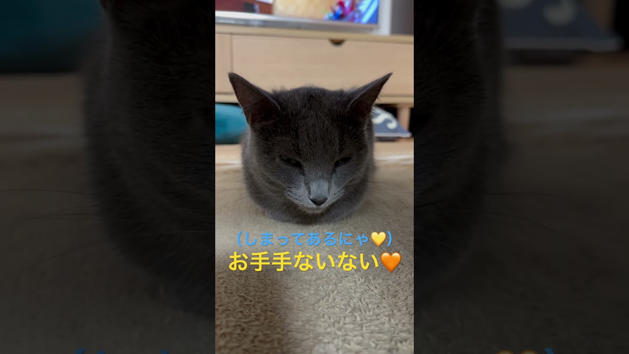 まん丸な可愛い球体猫（ロシアンブルー）#shorts