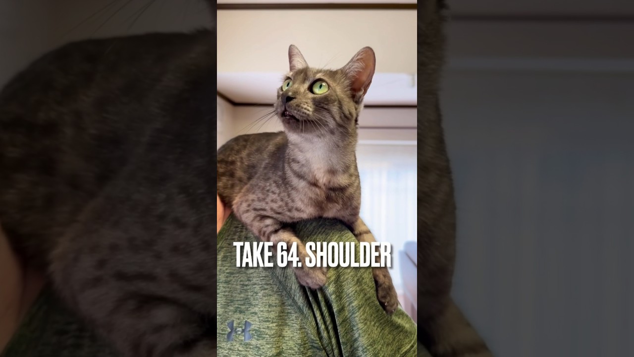 #肩乗り猫 にゃ #パパの肩 は最高にゃん❤️ #エジプシャンマウ #猫 #funnycat #shorts