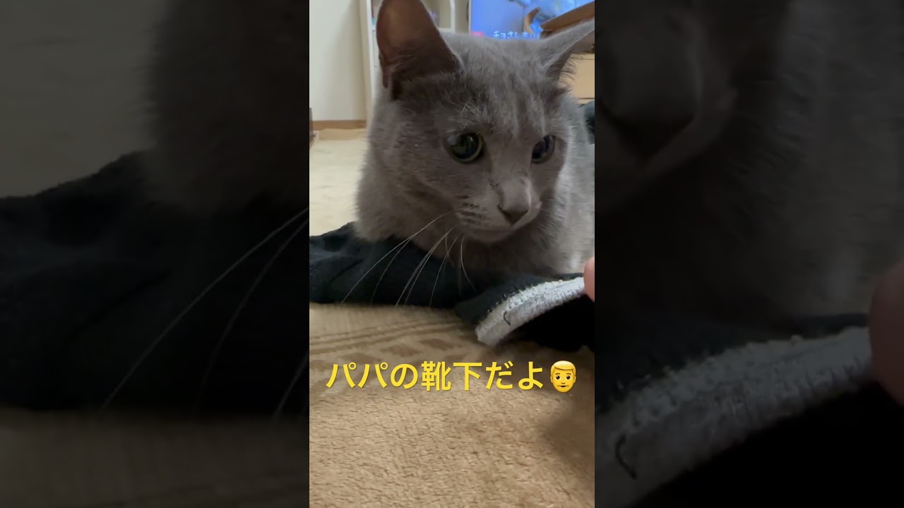 驚愕の真実を知る事となる猫（ロシアンブルー）#shorts