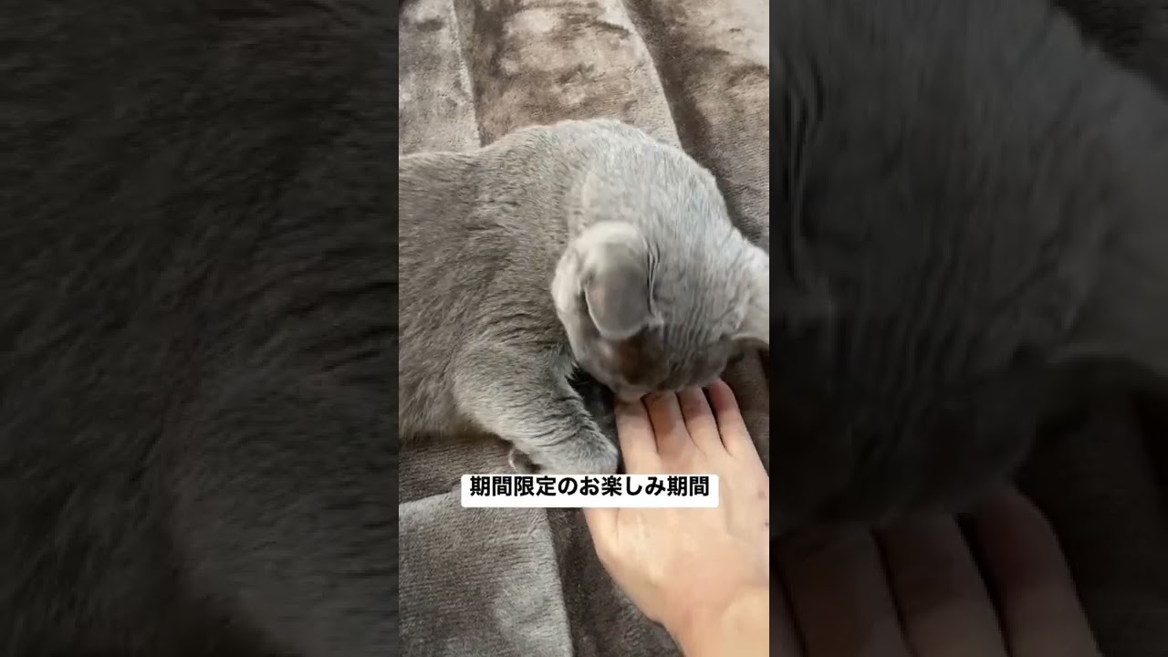 カーペットと猫の狭間に#shorts