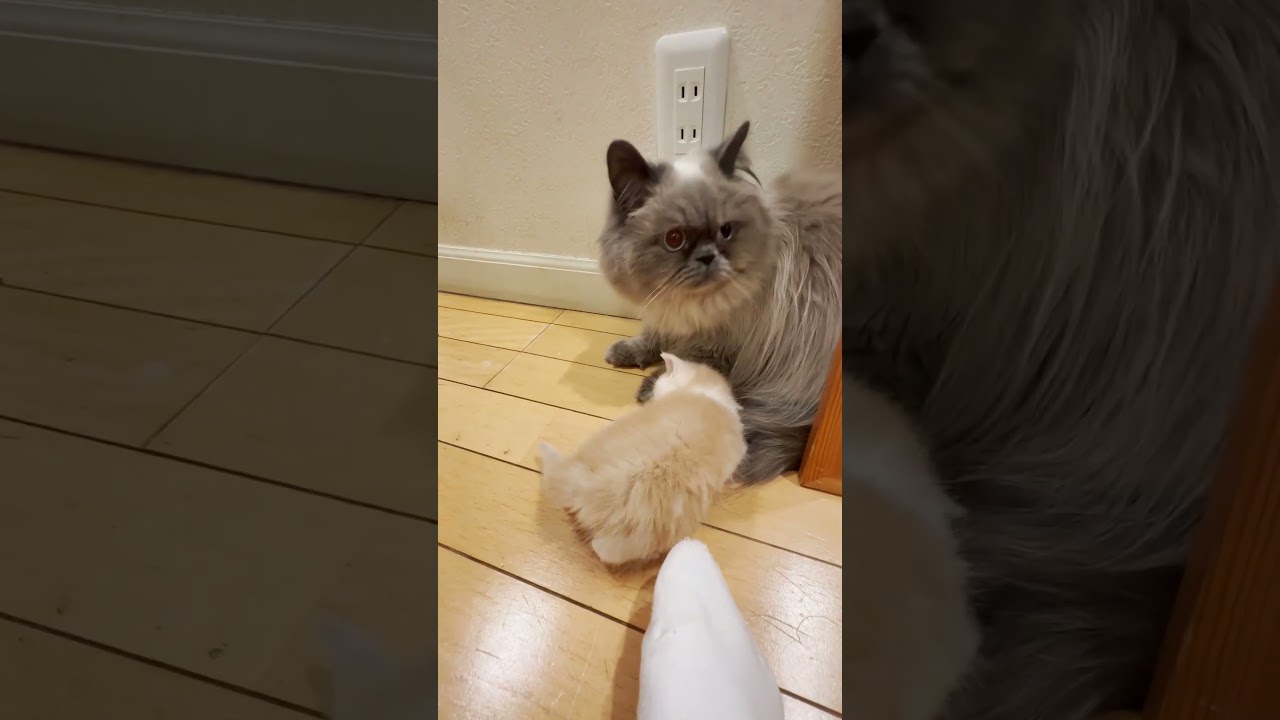 近所のおじさん猫に対して◯◯を要求する赤ちゃん子猫ww【ミヌエットvsヒマラヤン】#Shorts