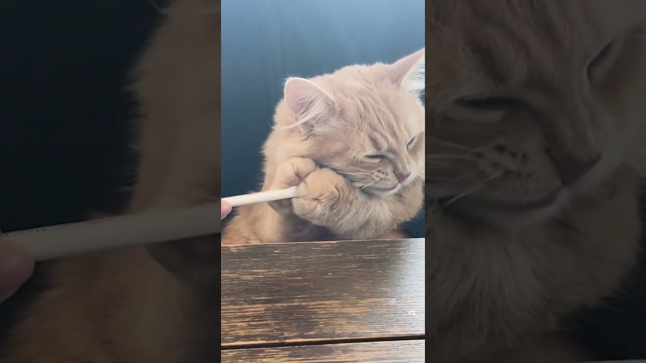 ハミガキが上手な子猫 #子猫 #サイベリアン #歯磨き #shorts