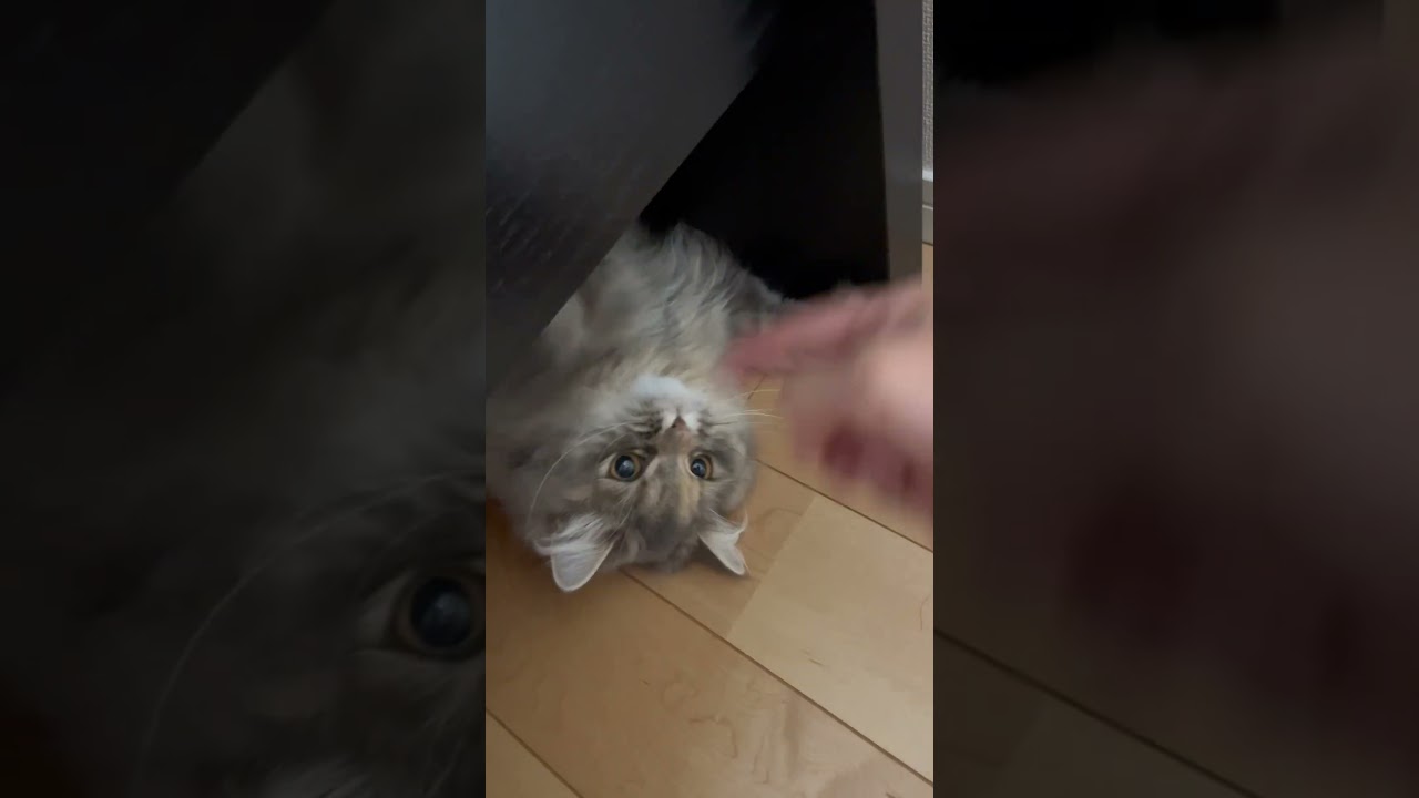 猫とボクシングごっこした #猫のいる暮らし #ラガマフィン #子猫動画