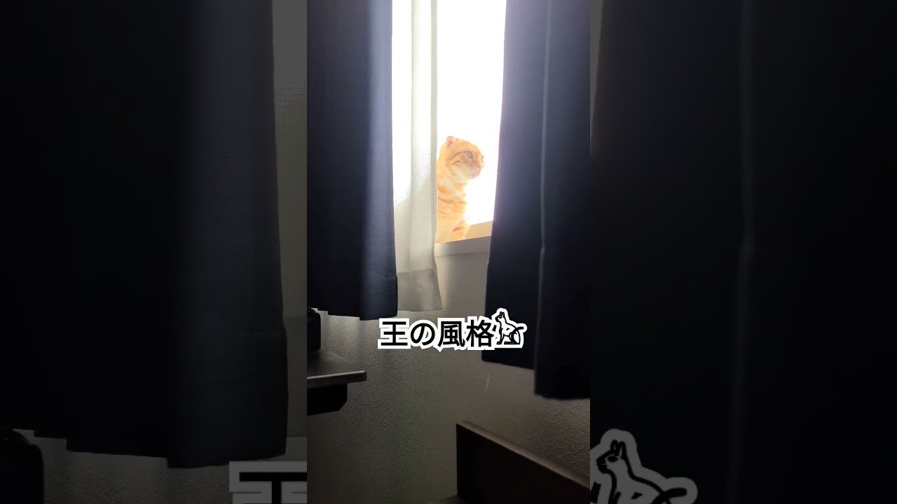 王の風格【コモドンの観察日記】 #キンカロー #猫 #cat