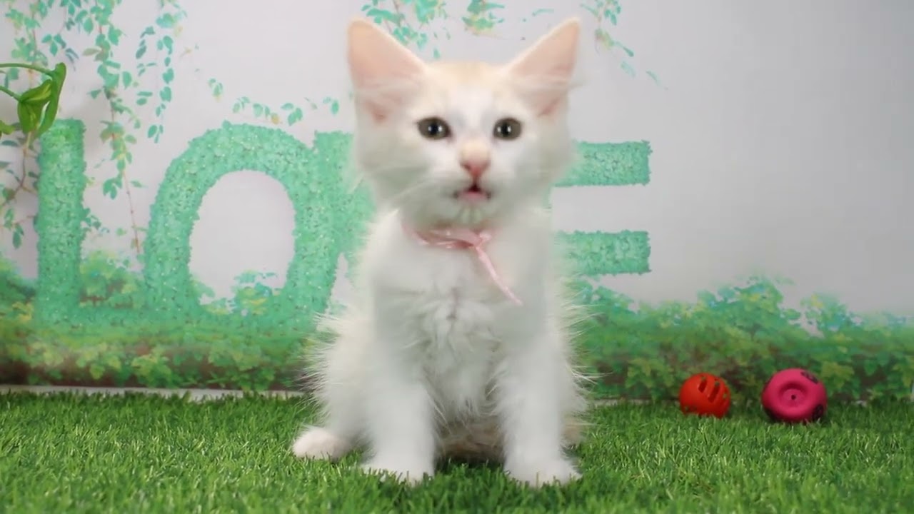 Coo&RIKU　No636731 ノルウェージャン・フォレストキャット