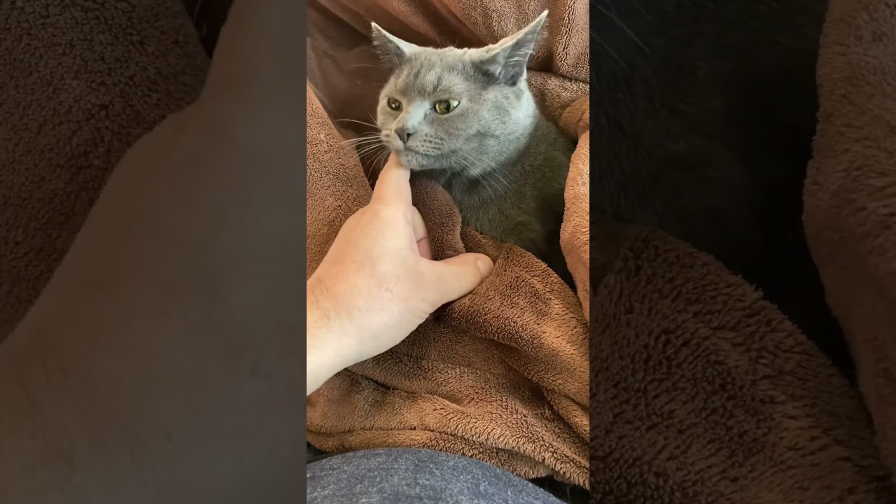 暖かくなったと思ったら急に寒くなったりでまだコタツの布団にくるまっていたい愛猫マウちん　ブリショーとロシアンのミックス　#cat #kitten #猫