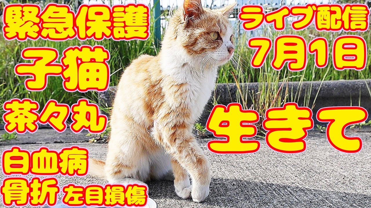 【子猫 保護】奇跡的回復 医者より一週間の命と言われ生きようとしている子猫 経過報告 ライブ配信