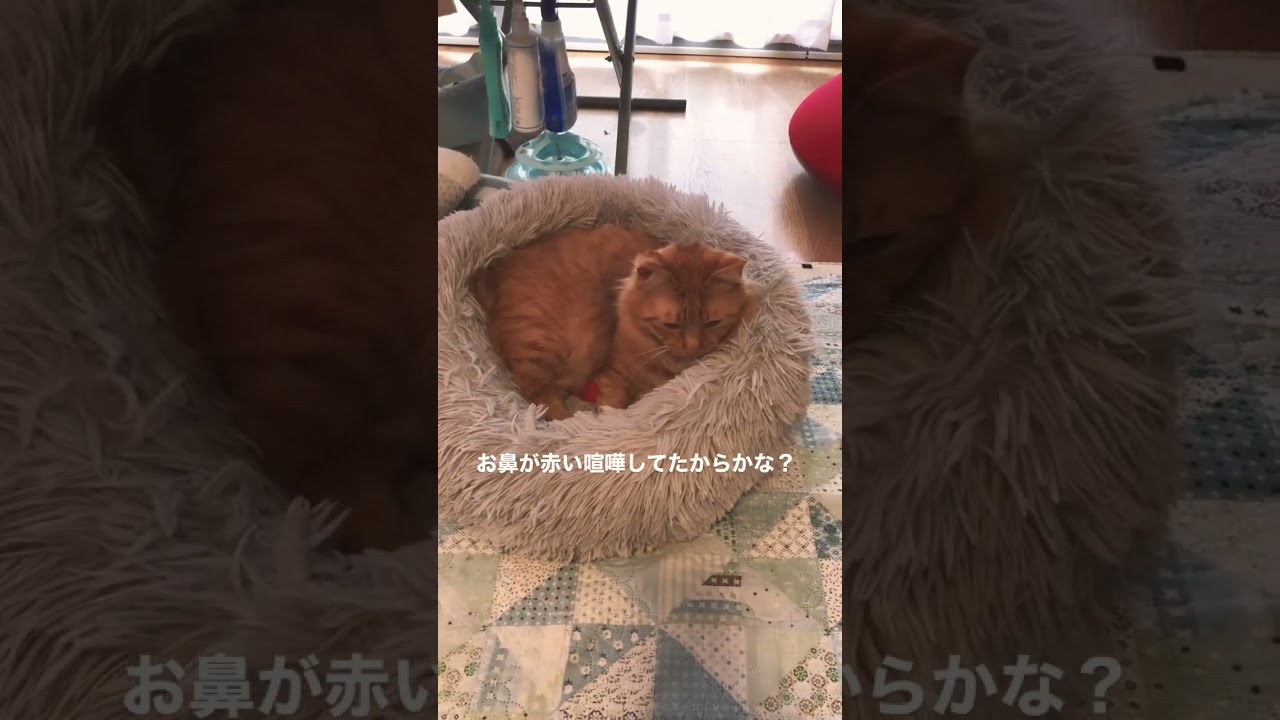 #cat #ねこ #ネコ #保護猫 #ボブテイル #新入猫 #茶トラ #ミックス猫