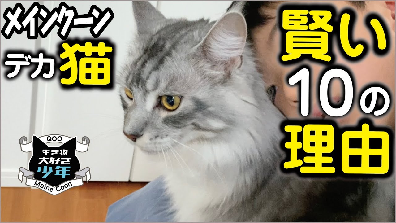 メインクーンが賢い猫と言われる10の理由