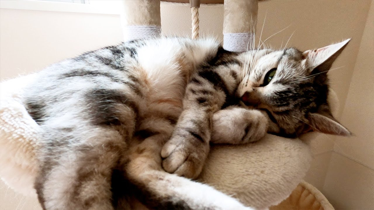 ぬいぐるみみたいに寝転ぶ猫がかわいすぎる【アメリカンショートヘアー】