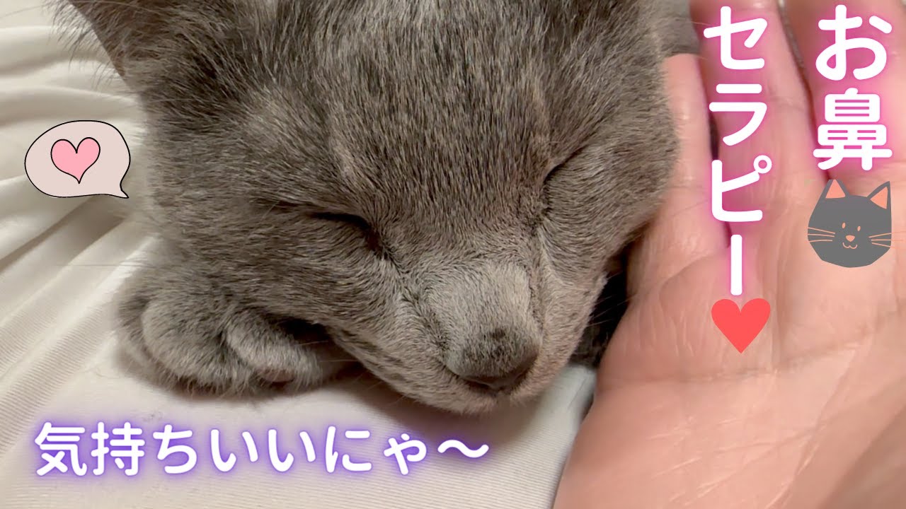 リラックス時間を大切にする猫（ロシアンブルー）