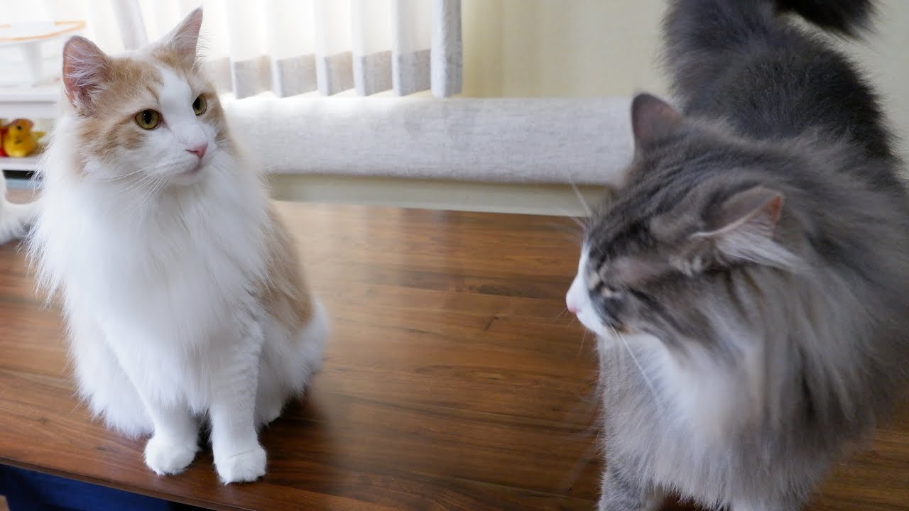 【鬼ごっこ】仲良いのか？追いかけっこするノルウェージャンフォレストキャットwww