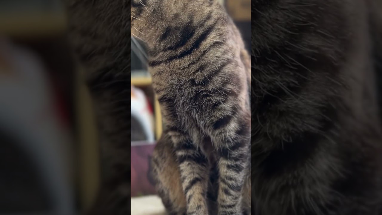 ニャンコが教える　起き上がり講座〈どっこいしょ編〉