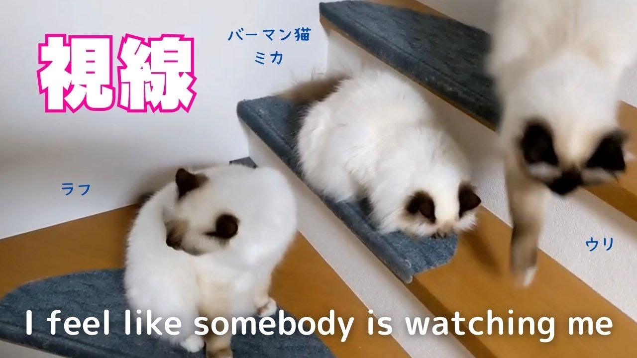 バーマン猫ミカとラフとウリとガブ【視線】I feel like somebody is watching me（バーマン猫）Birman/Cat