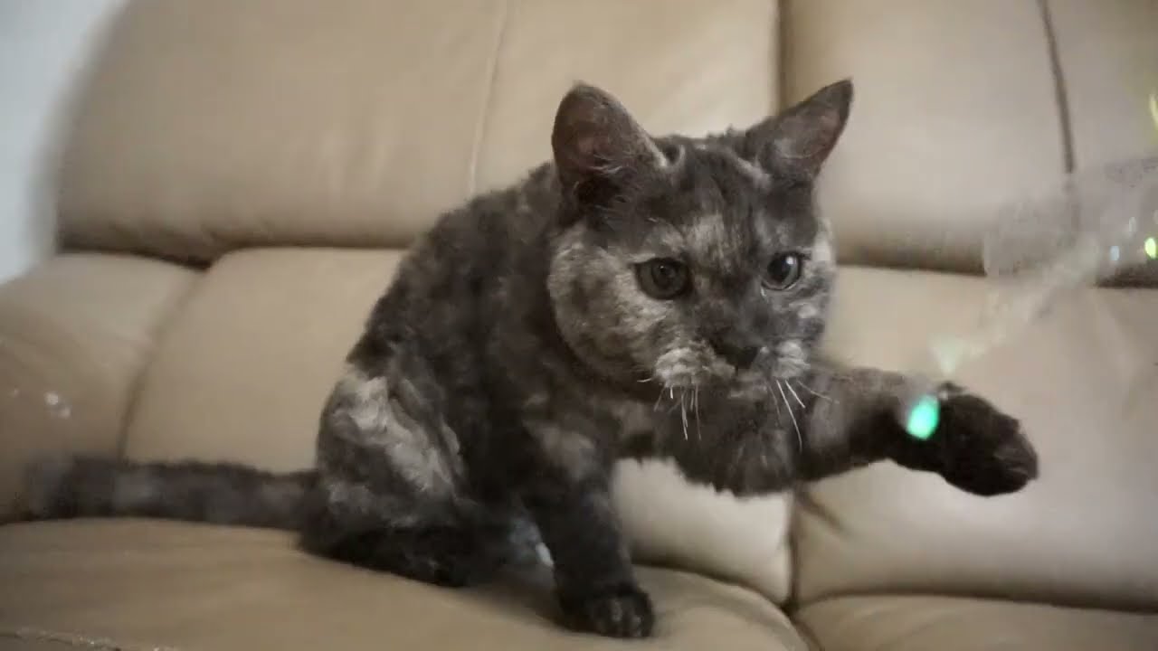 セルカークレックス子猫　2023.1.5産まれ 　シルバータビー　女の子　シーダキャット猫のお店　Selkirk Rex