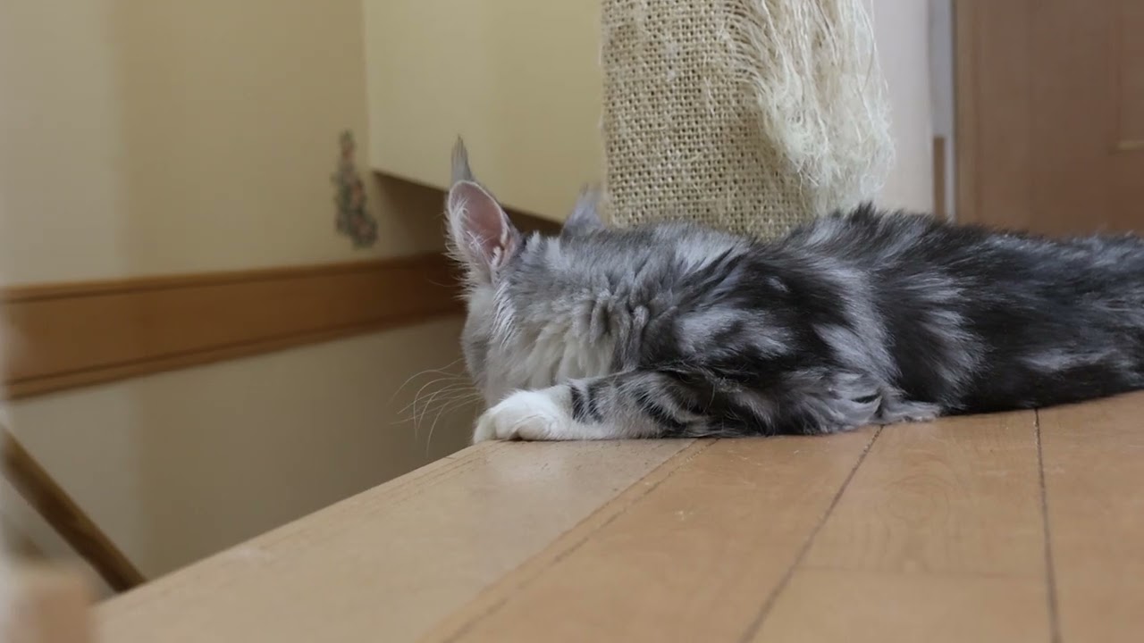 美少女メインクーン子猫イブちゃん