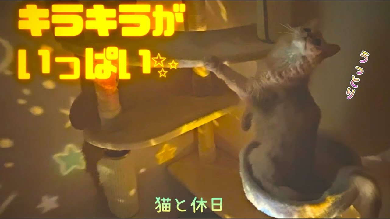 プラネタリウムに魅了されるソマリ☆ティファ#猫#ソマリ#プラネタリウム