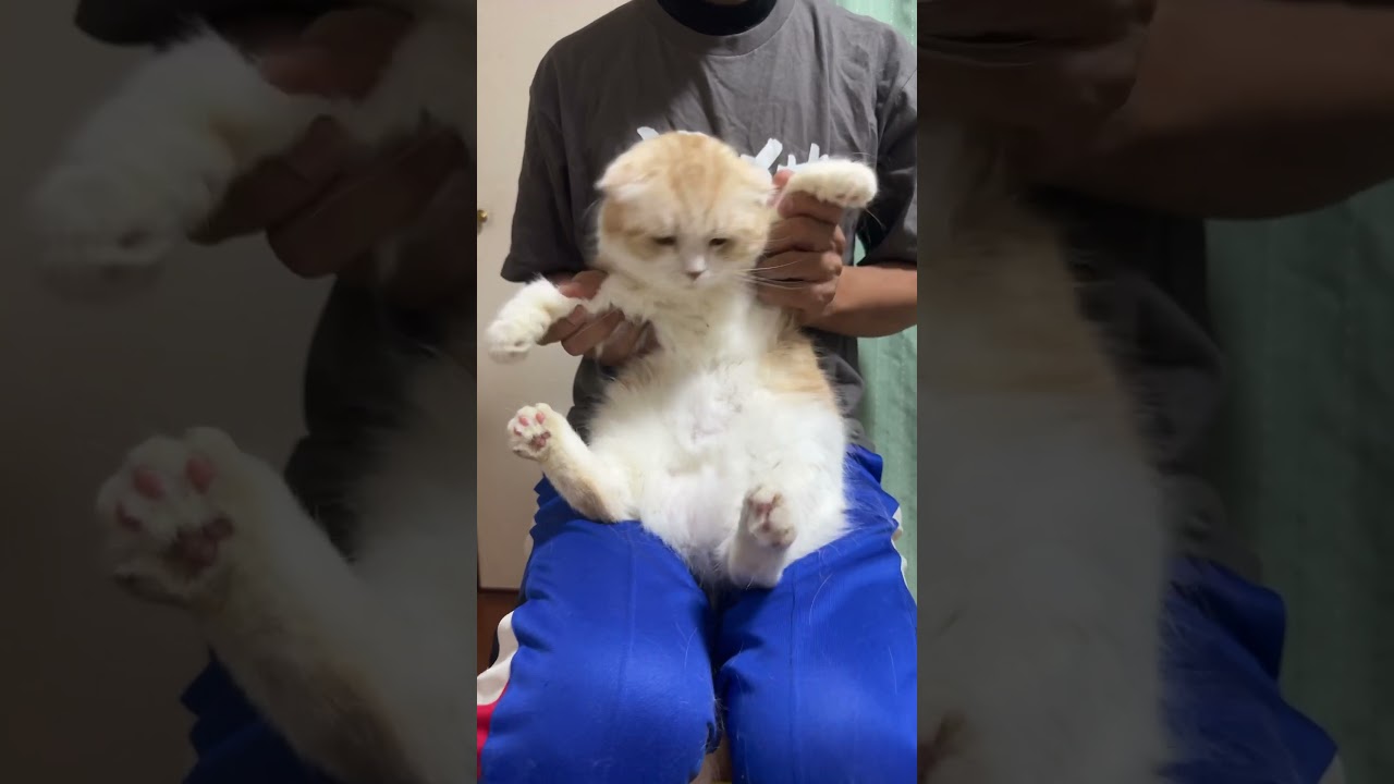 #カマキリダンス 頑張ったのでみてもらいたい猫 #スコティッシュフォールド