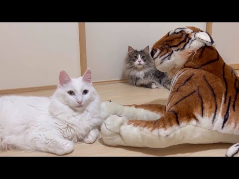 【虎とおもちゃ】トラさんと遊ぶより、おもちゃで遊びたいもふ猫たち…ターキッシュアンゴラとノルウェージャンフォレストキャット