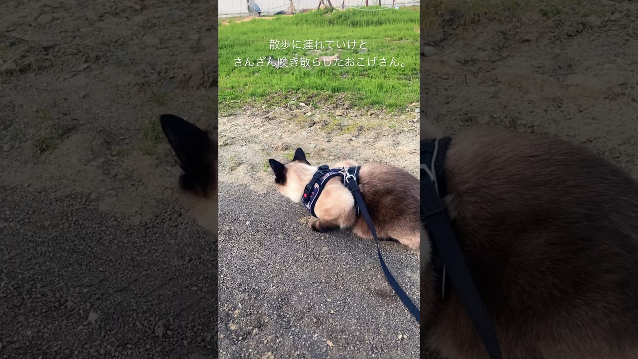 【シャム猫】散歩したくて騒ぎまくってた猫を外に連れて行ったらこんなことになるとは。