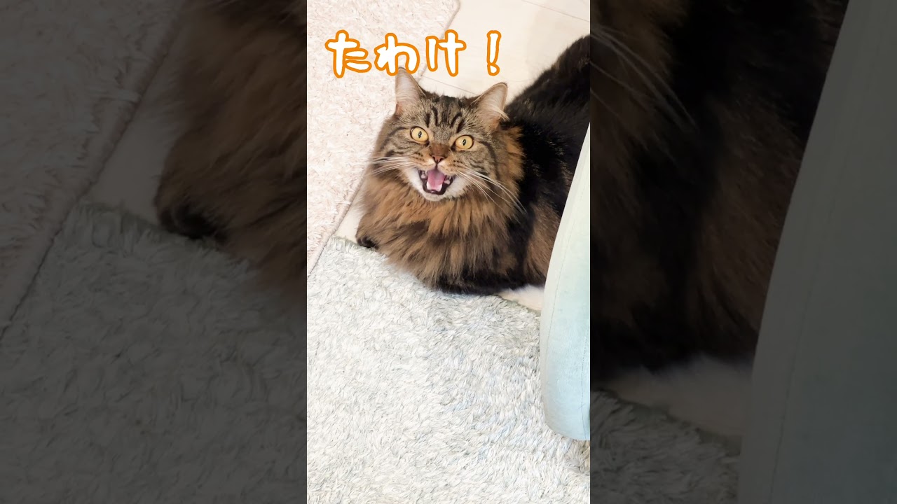 たわけ！【マンチカンのアーサー】 #Shorts