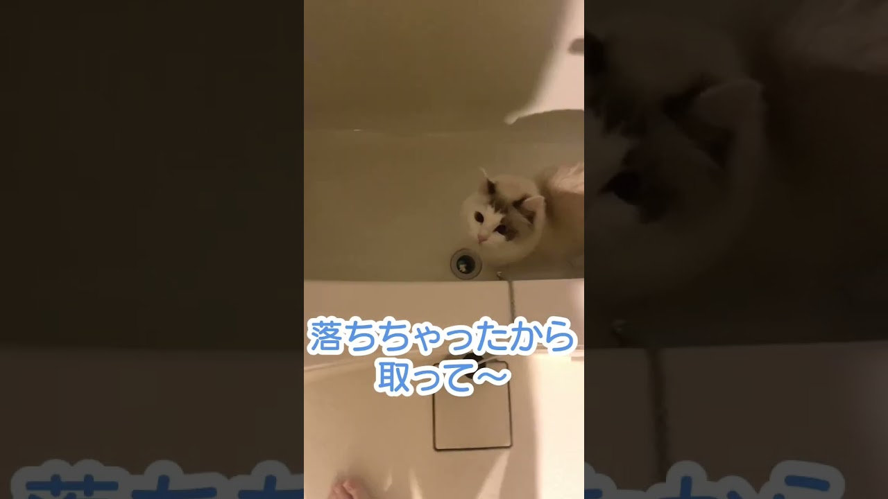 謎の物音の正体は… #shorts #猫 #ラグドール