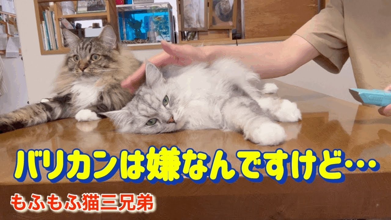 足裏バリカンした時のそれぞれ違った反応のラガマフィン猫三兄弟達はこんなでした。