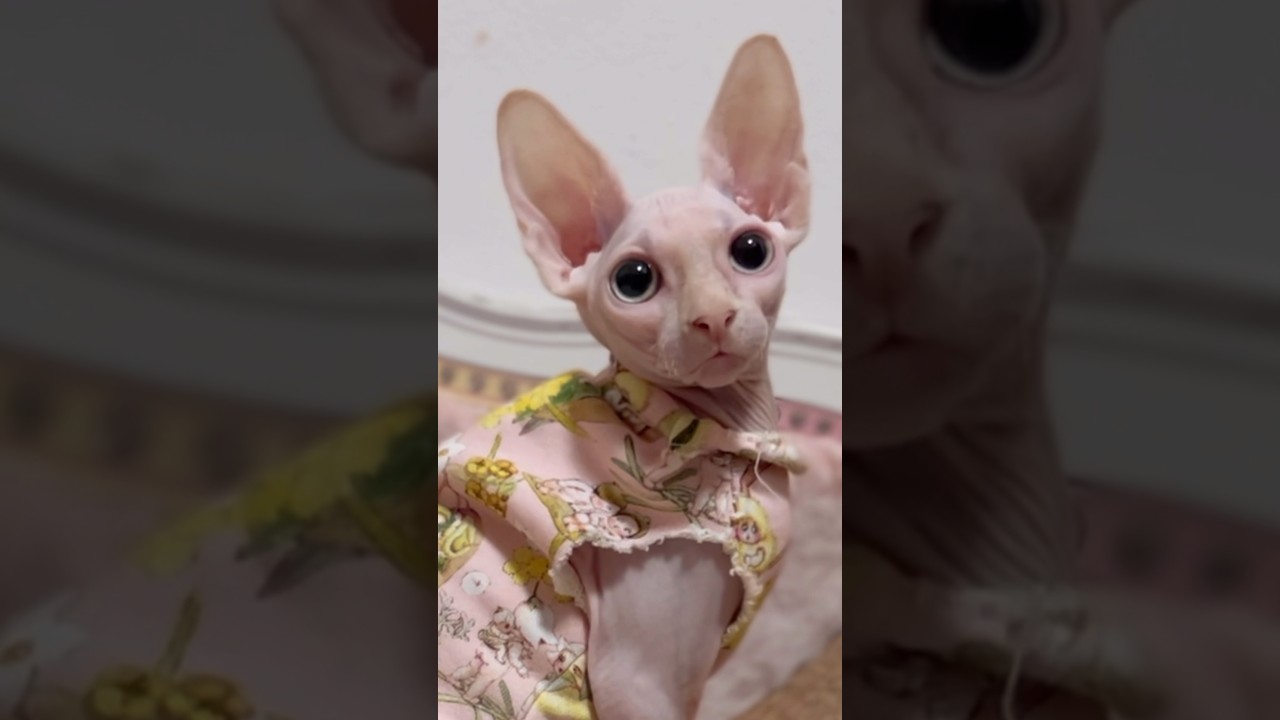 妖精のような毛のない子猫「スフィンクス猫】