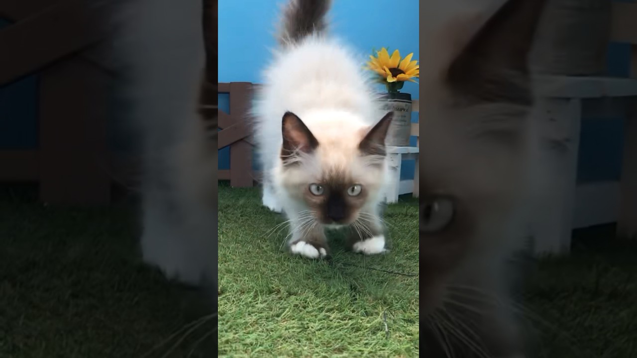 やんのかステップを披露する仔猫のラグドール  #shorts