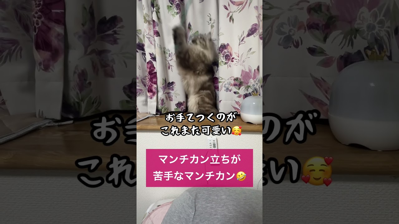 立つのが苦手なマンチカン#shorts#猫#マンチカン立ち#猫立ち