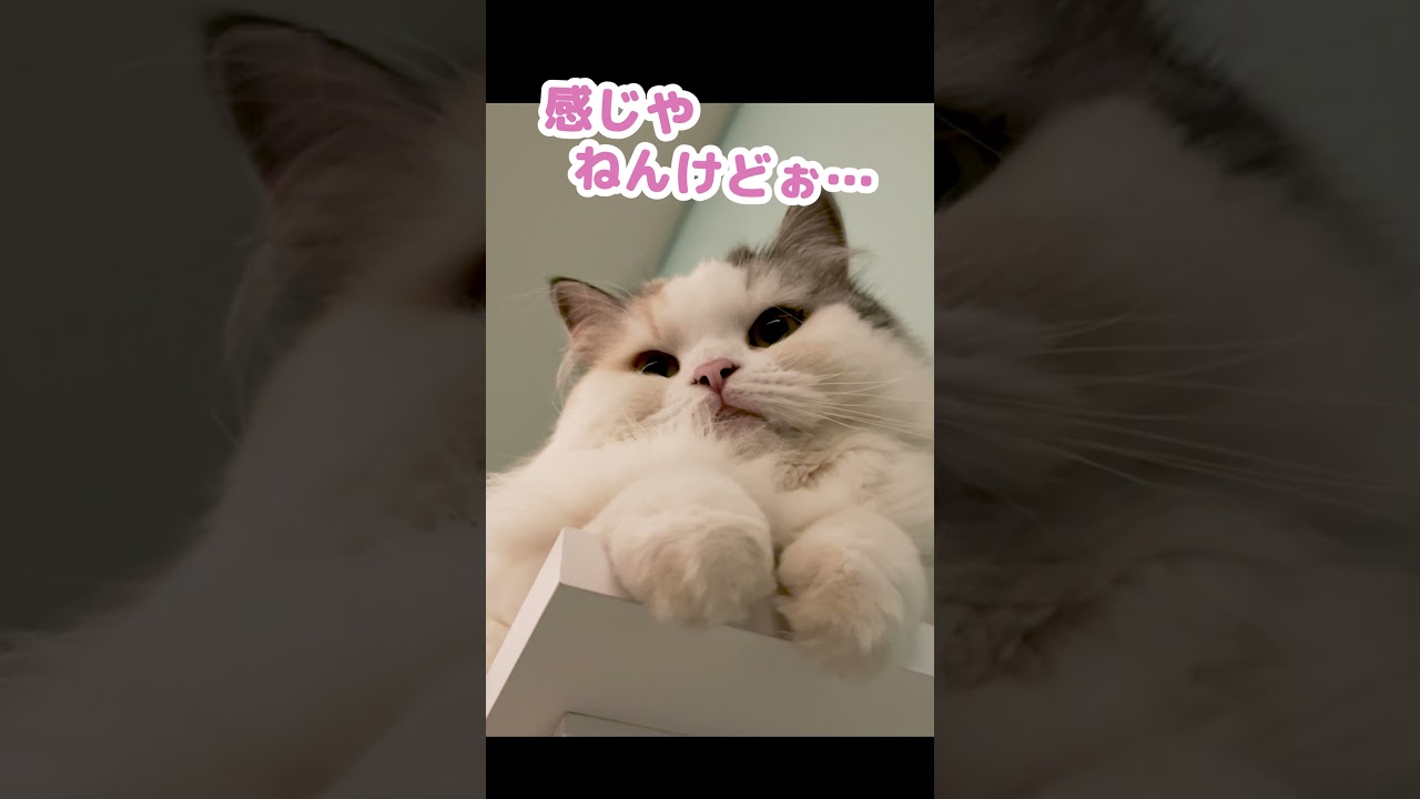 猫にしつけをしないとこんな猫になります #Shorts