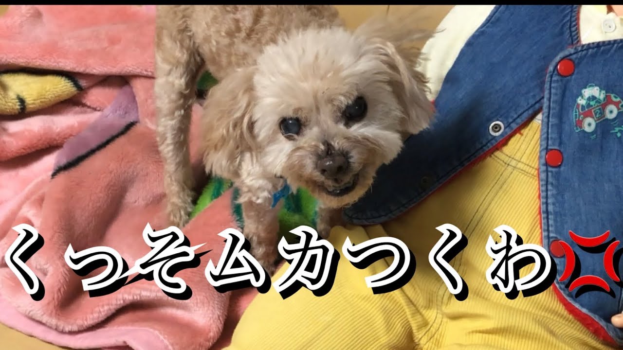 トイプードル、まさかの◯◯にキレまくる…【激怒症候群】