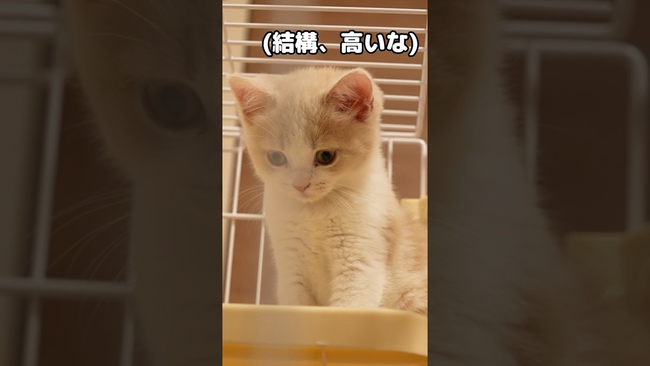 降りられないと気づいた瞬間の子猫の表情に注目w