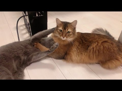 ゆるすぎるケンカをする猫たち #ロシアンブルー #ソマリ #しっぽ吸い