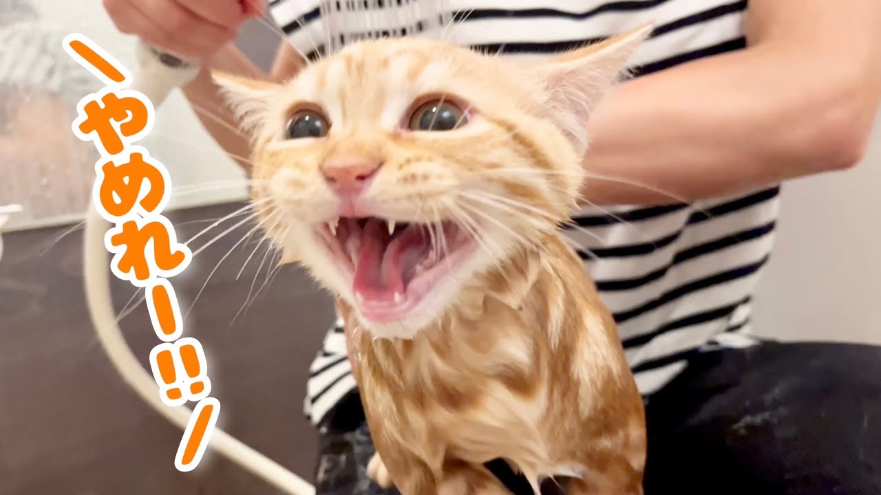 初公開！マンチカンの子猫ちゃーぼーが生まれて初めてお風呂に入ったら【子猫の鳴き声】