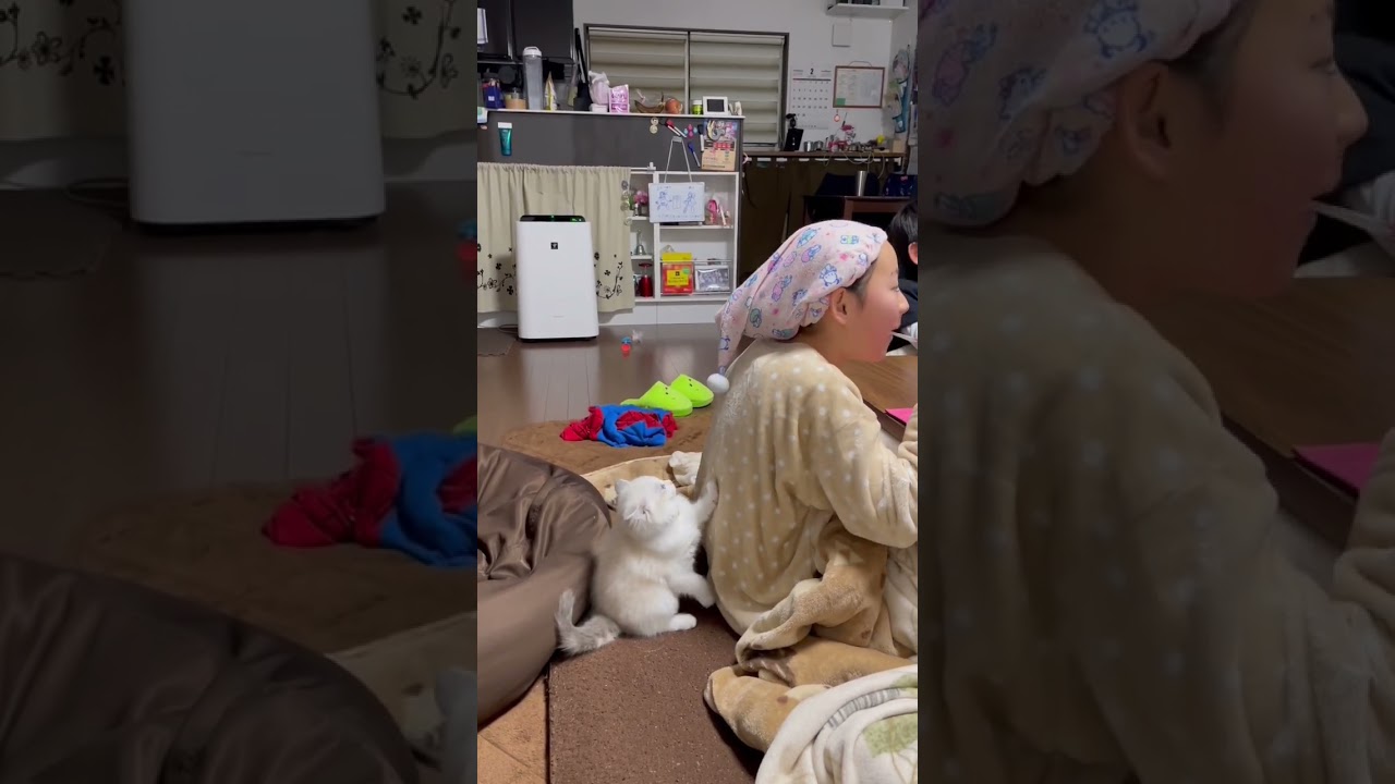 ヘアキャップのぽんぽんにジャレつくミルク #ラグドール #ラグドール子猫 #猫