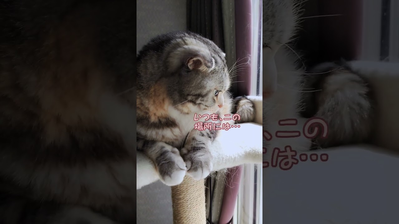 [猫] キャットタワーの一番上😸#shorts #スコティッシュフォールド #cat