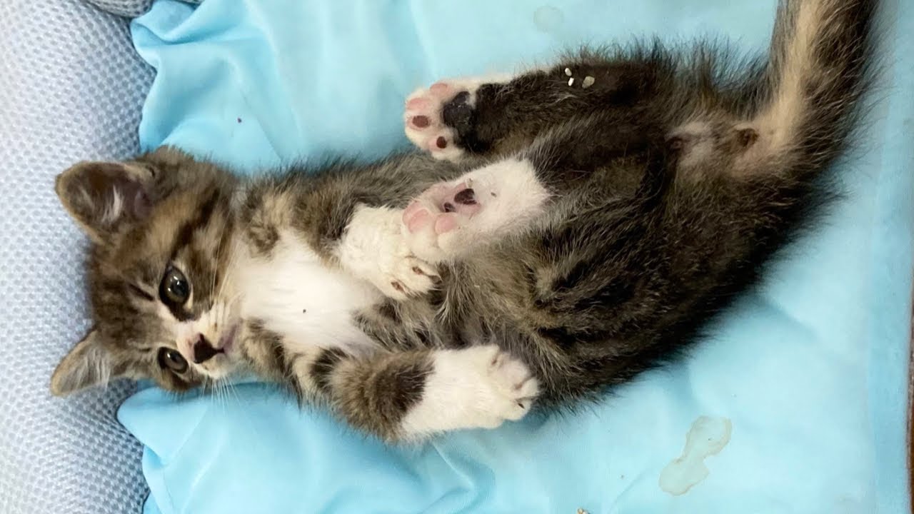 子猫の爪切りは可愛いくて癒しでした。