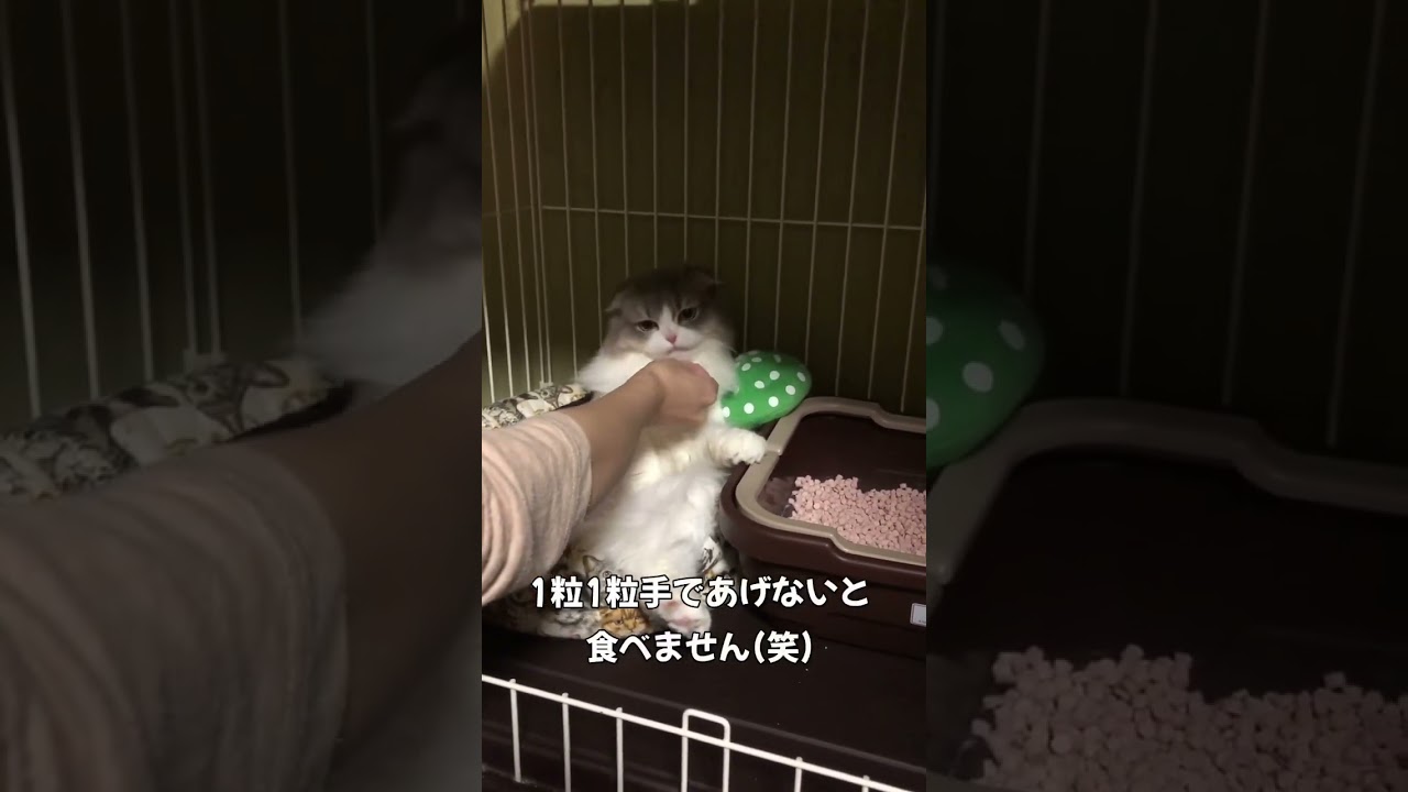 【王様気取りのねこ】#猫#cat#shorts