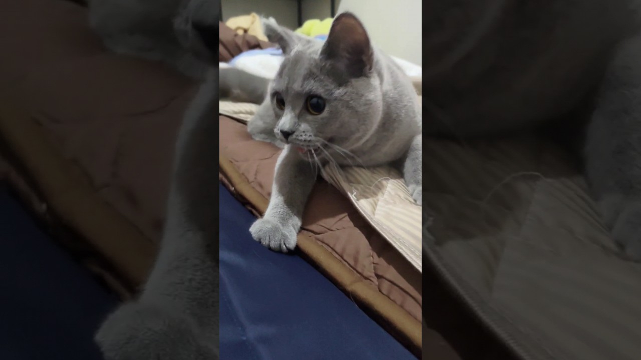 運動して呼吸が荒くなる猫のシャルトリュー（Chartreux, a cat whose breathing becomes rough after exercising）