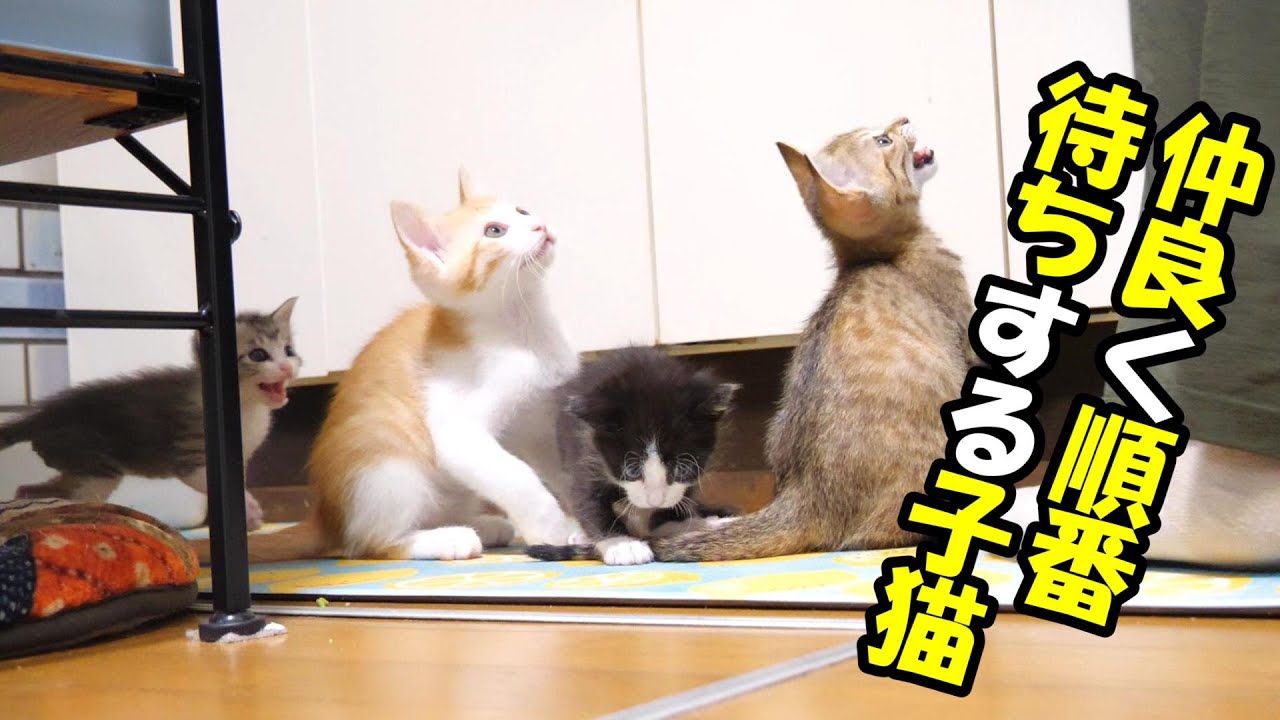 大きい子猫も小さい子猫も仲良くご飯の順番待ち【赤ちゃん猫　保護猫】