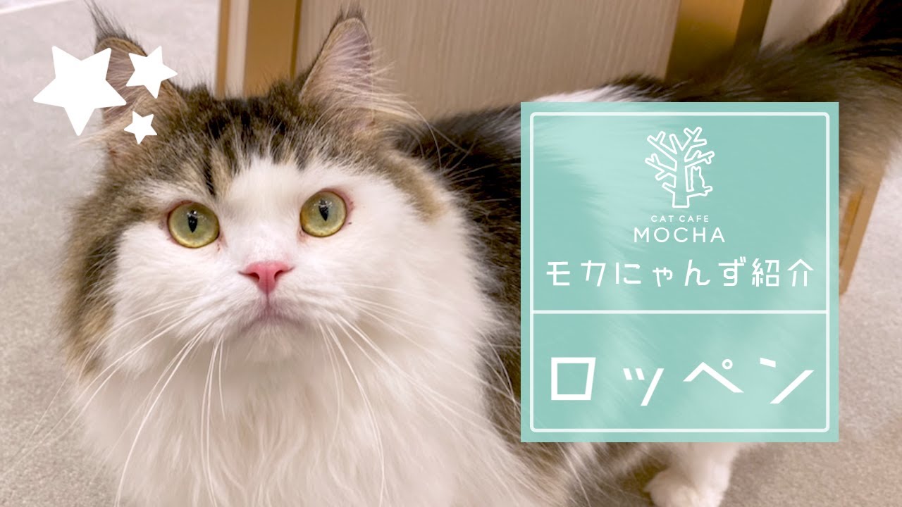 ロッペン（スコティッシュフォールド♂）東久留米店