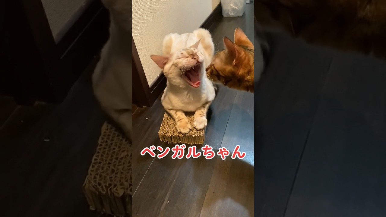 【子猫動画】ホワイトベンガル　生後5ヶ月！　スピッツ 　ベンガル猫　ネコ　ねこ　爪研ぎ　#cat #bengal #bengalcat #ベンガル #ベンガル猫 #猫 #子猫 #ベンガル子猫