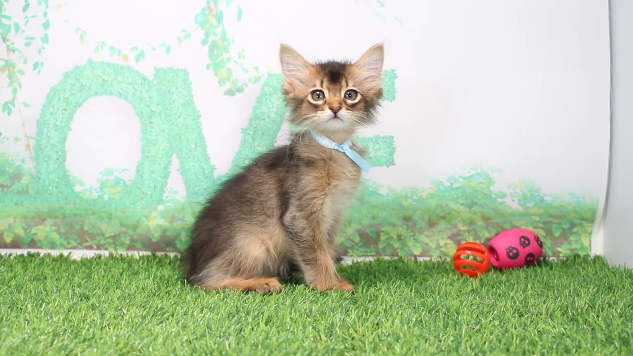 Coo&RIKU　No637516　ソマリ