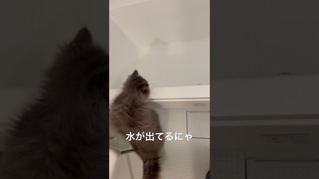 お風呂のお湯はりを手伝いにきたラガマフィン #猫のいる暮らし #子猫動画 #猫動画