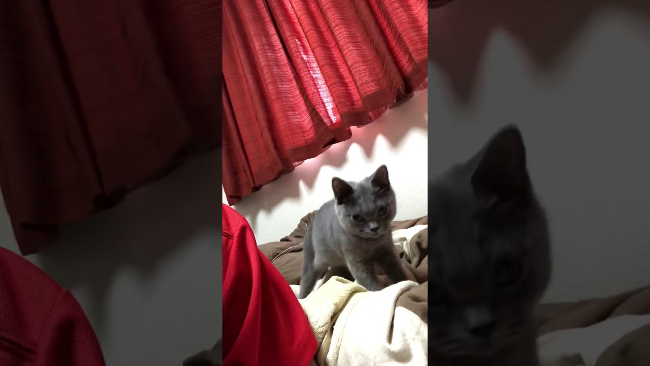 てちてち歩いてくるまんまる子猫が可愛すぎる　#Shorts