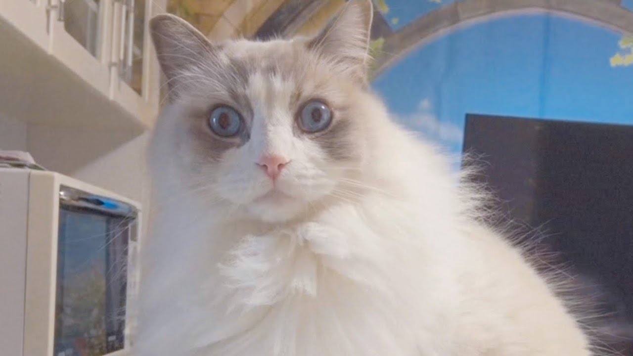 【ベスト10】ラグドールと相性の良い猫種ランキング