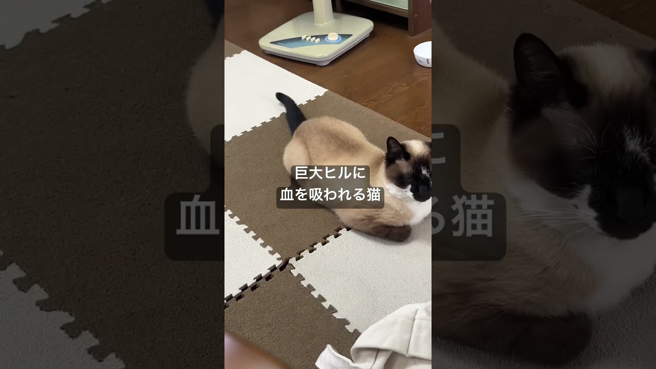 [猫]うしろ！　#猫　#Cat
