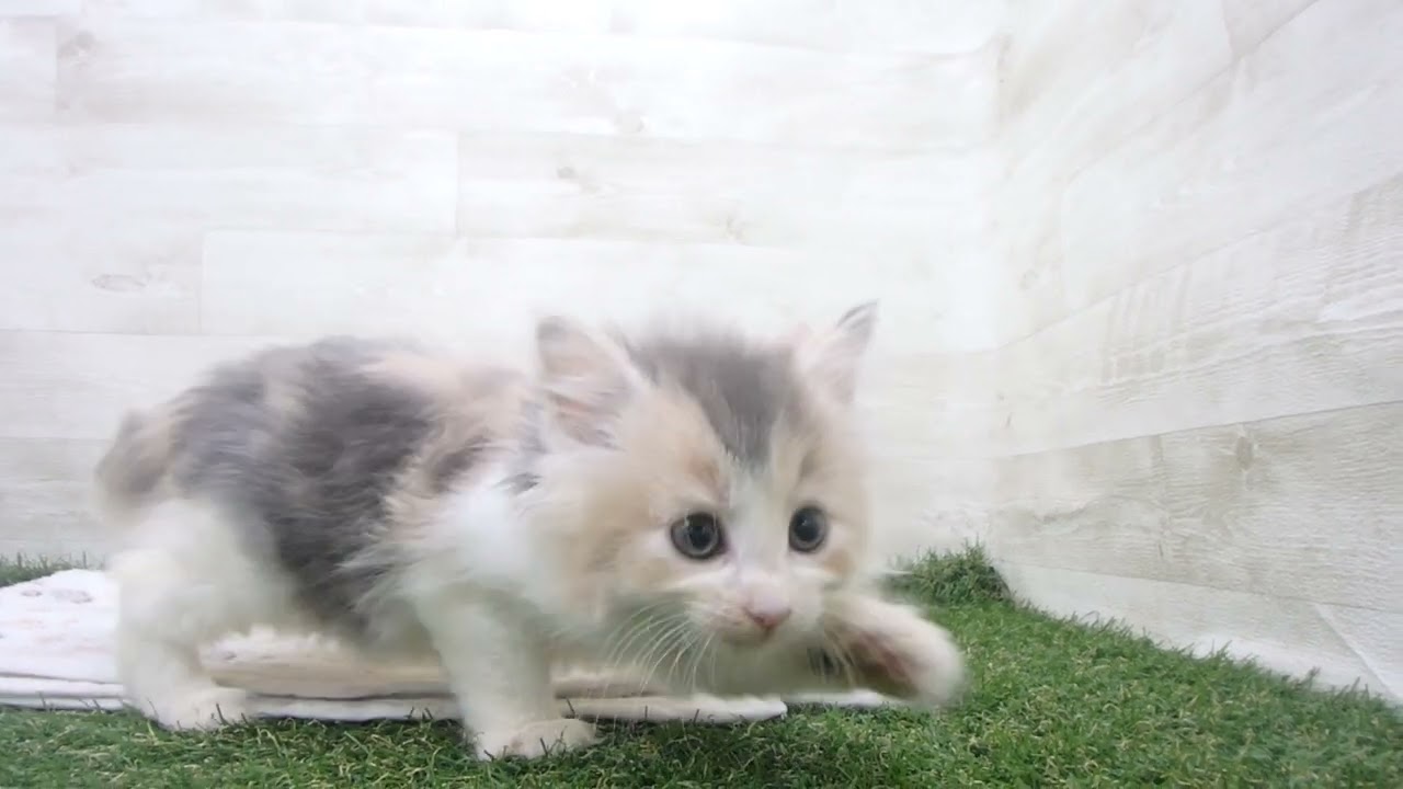 ペットショップcoo&riku No.00637987 ノルウェージャン・フォレストキャット