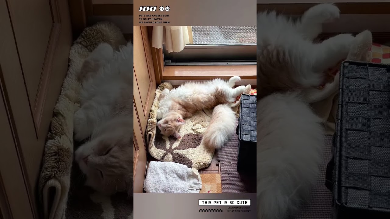 エジプシャンマウとミヌエット #子猫 #cat